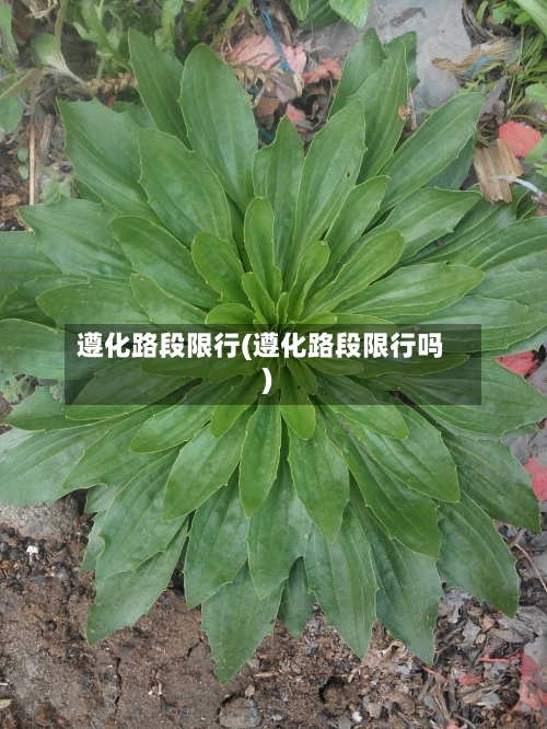 遵化路段限行(遵化路段限行吗)-第2张图片